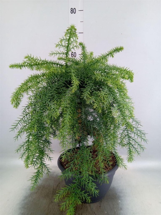 <h4>Araucaria   ...</h4>