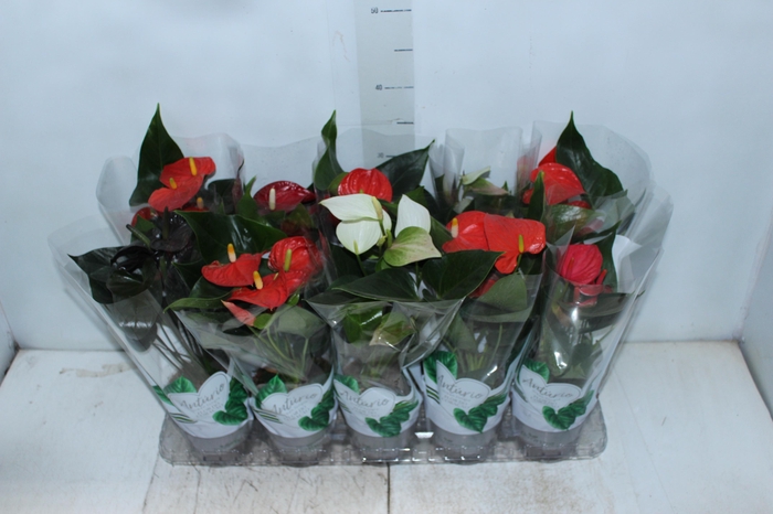 <h4>ANTHURIUM VARIADO P12</h4>