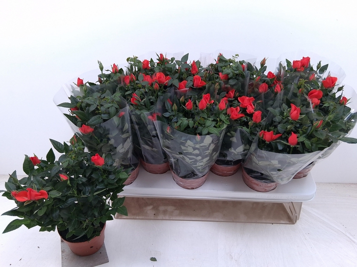 <h4>RO FAV RO ORANGE</h4>