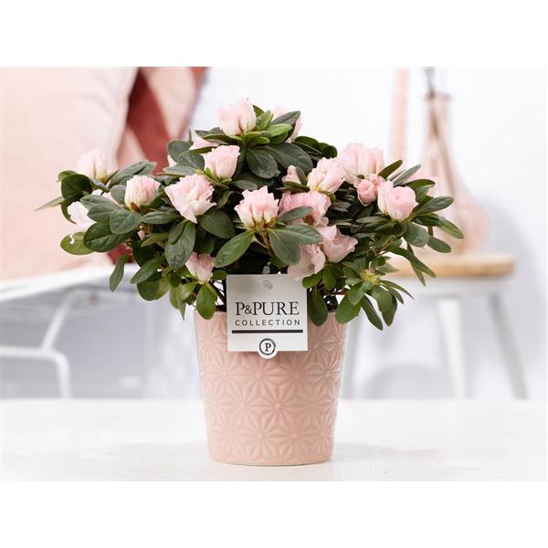 <h4>1st class Azalea pink in P&PURE Juliette ceramics pink</h4>