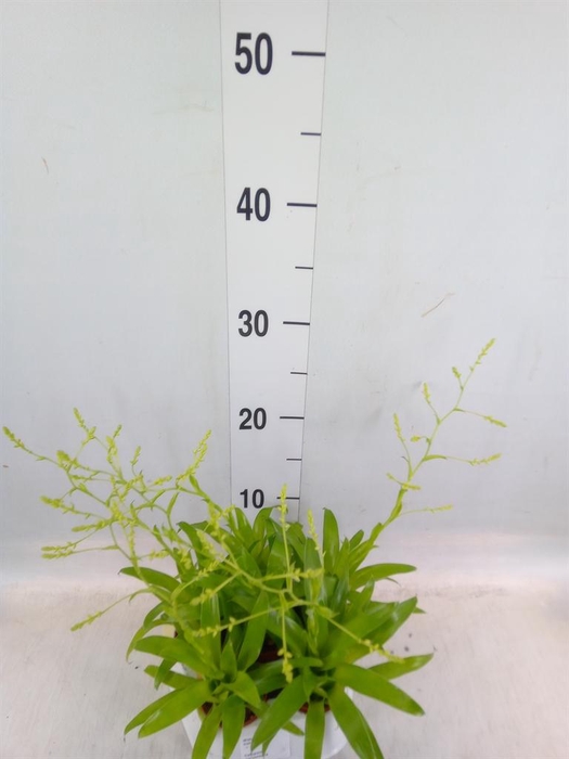 <h4>Catopsis morreniana</h4>