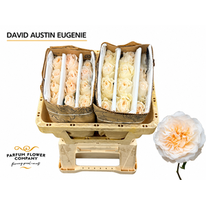 Rosa David Austin Eugenie