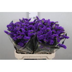 Lim S Cryst Dark Blue