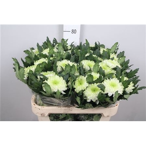 Chr G Zembla Lime