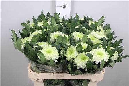 Chr G Zembla Lime