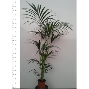 Howea forsteriana 24Ø 190cm 5pp