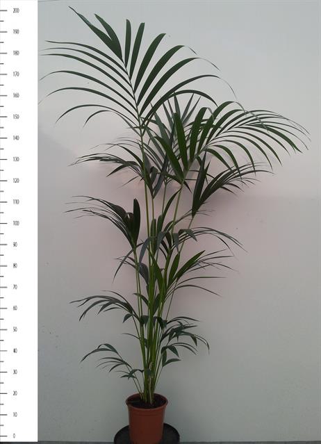 Howea forsteriana 24Ø 190cm 5pp