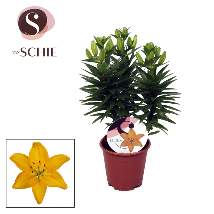 <h4>Lilium Az Matrix Yellow 13cm</h4>