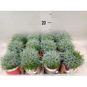 Arr.   Kamerplant Groen L%