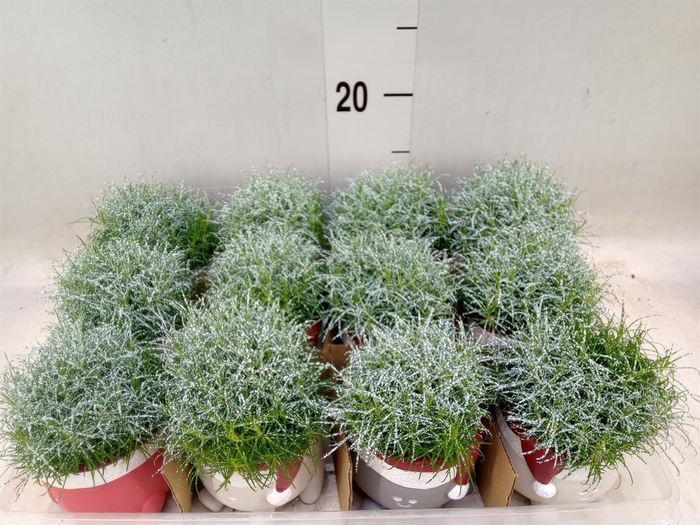 <h4>Arr.   Kamerplant Groen L%</h4>