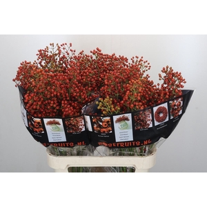 ROSA AUT ROSEFRUITS