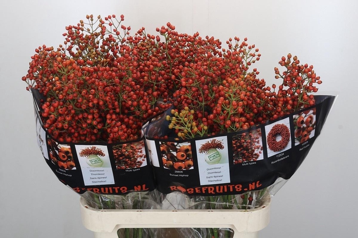 <h4>ROSA AUT ROSEFRUITS</h4>