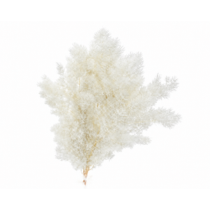 Dried Bleached Asparagus Retrofractus