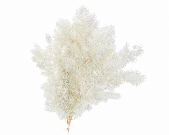 <h4>Dried Bleached Asparagus Retrofractus</h4>