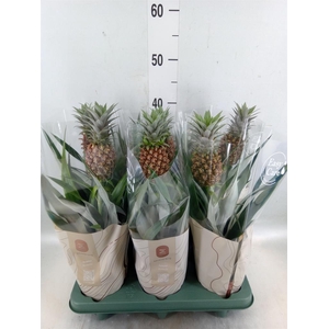 Ananas  'Rosita'