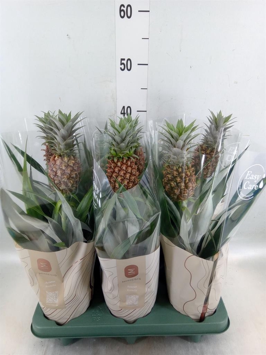 <h4>Ananas 'Rosita'</h4>