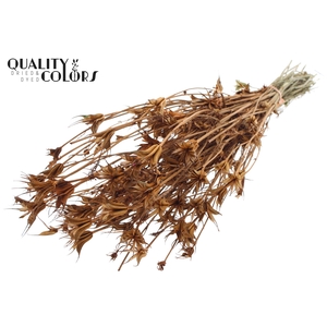 Nigella Oriëntalis per bunch Terracotta