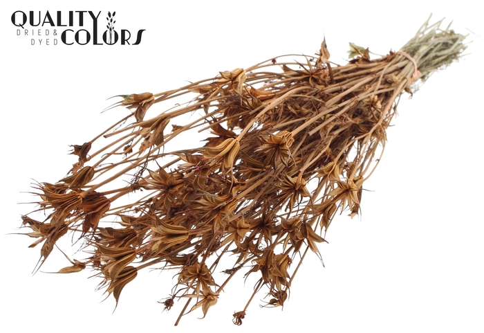 <h4>Nigella Oriëntalis per bunch Terracotta</h4>