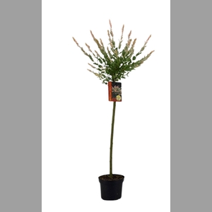 SALIX IN HAKURO NISH