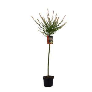SALIX IN HAKURO NISH