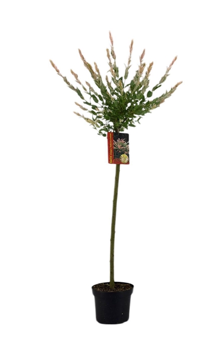 <h4>SALIX IN HAKURO NISH</h4>
