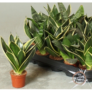 SANSEV TRIFASCIA  OV