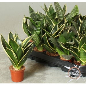 SANSEV TRIFASCIA  OV