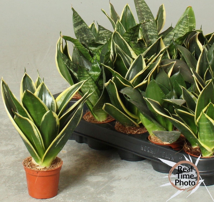 <h4>SANSEV TRIFASCIA OV</h4>