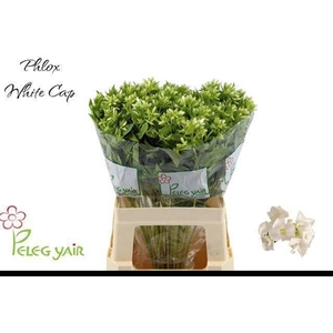 PHLOX P WHITECAP