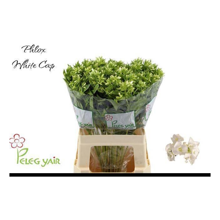 <h4>PHLOX P WHITECAP</h4>