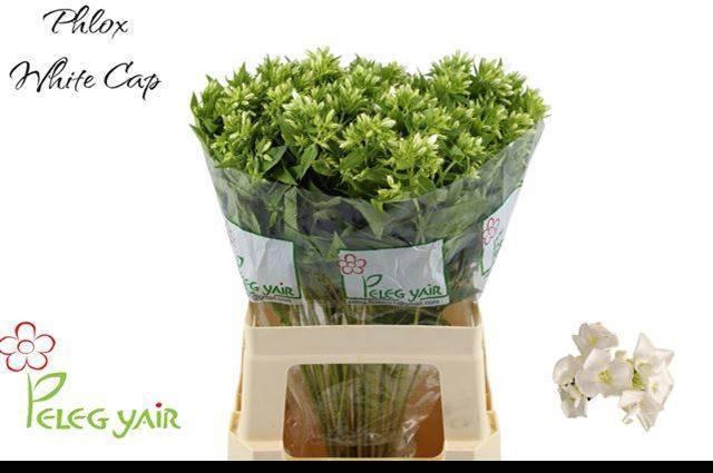 <h4>PHLOX P WHITECAP</h4>