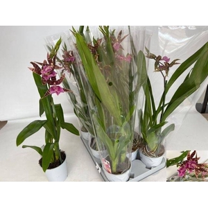 BRASSIA SUMMER DREAM