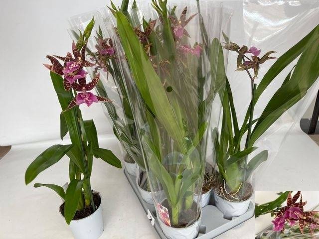 <h4>BRASSIA SUMMER DREAM</h4>