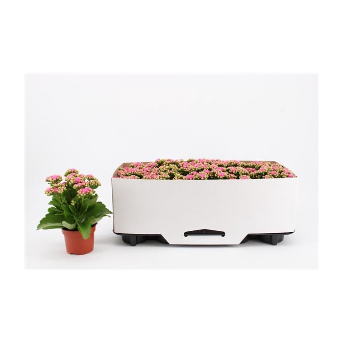 <h4>Kalanchoe Double Pink, in kraag</h4>