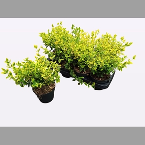 EUONYMUS FO EM GOLD