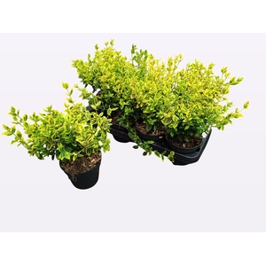 EUONYMUS FO EM GOLD