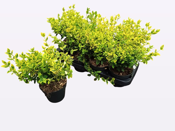 <h4>EUONYMUS FO EM GOLD</h4>