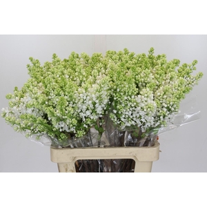 Lilac Vulg Madame Florent Stepman