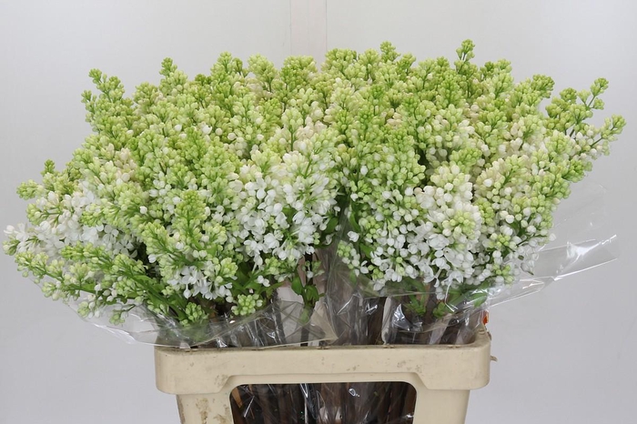 <h4>Lilac Vulg Madame Florent Stepman</h4>