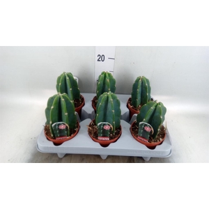 Cereus   ...