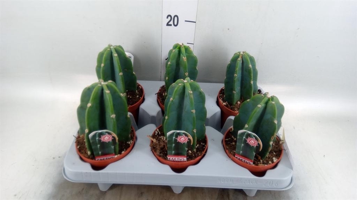 <h4>Cereus   ...</h4>