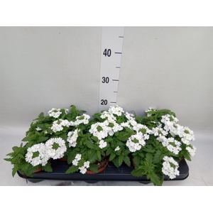 Verbena  'Aztec White Magic'