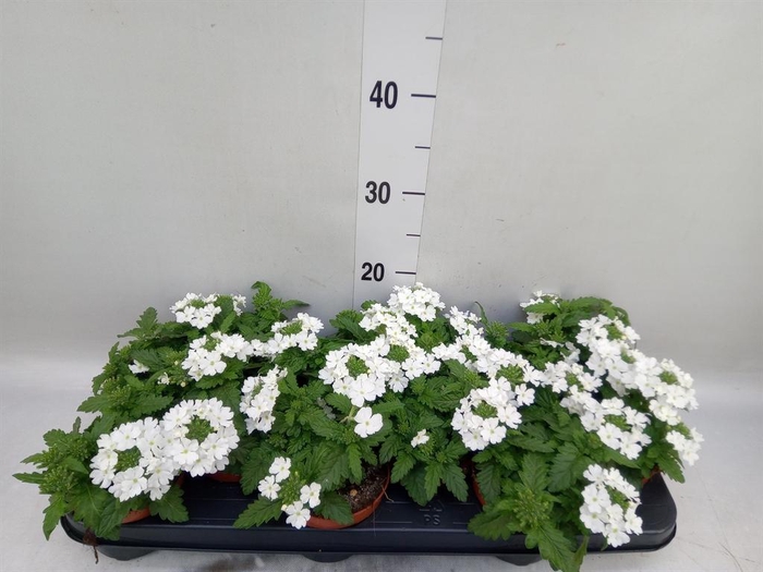 <h4>Verbena  'Aztec White Magic'</h4>