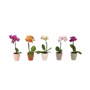 Phal Tiny Dolls Mix + Ceramic