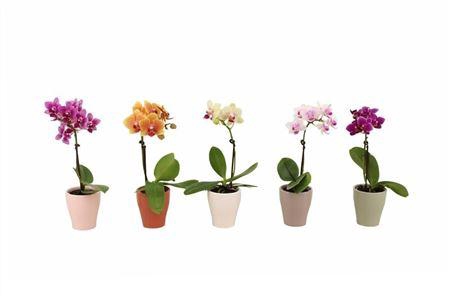 <h4>Phal Tiny Dolls Mix + Ceramic</h4>