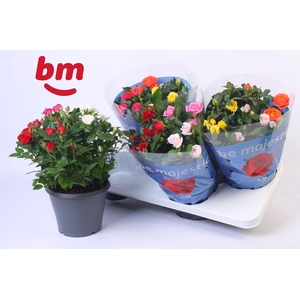 Rosa Jewel Patio Confetti Mix 17cm