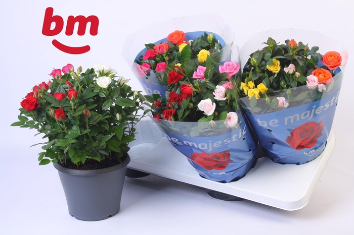 <h4>Rosa Jewel Patio Confetti Mix 17cm</h4>