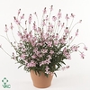 Gaura lindheimeri 'Geyser Pink Pic'