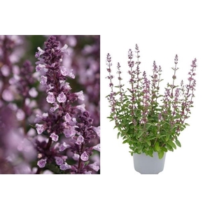 Nepeta Wild Orchid