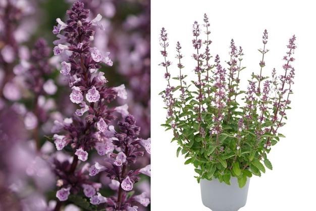 <h4>Nepeta Wild Orchid</h4>
